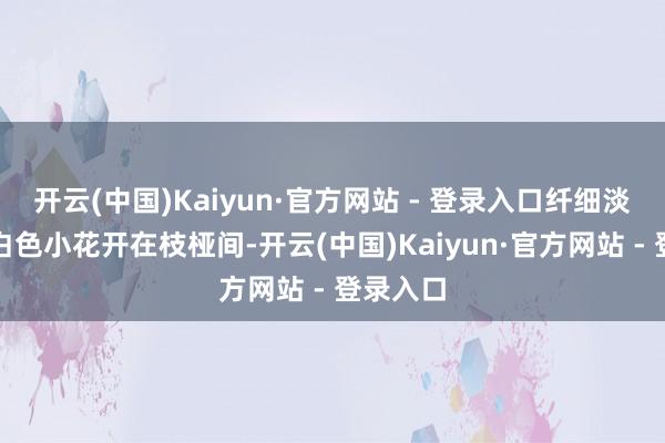 开云(中国)Kaiyun·官方网站 - 登录入口纤细淡雅的奶白色小花开在枝桠间-开云(中国)Kaiyun·官方网站 - 登录入口