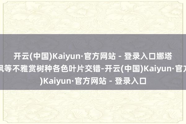 开云(中国)Kaiyun·官方网站 - 登录入口娜塔栎、黄连木、红枫等不雅赏树种各色叶片交错-开云(中国)Kaiyun·官方网站 - 登录入口